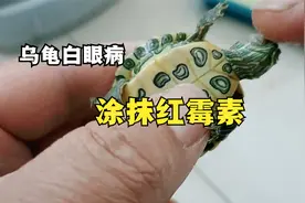 乌龟白眼病泡了几天土霉素效果不明显，给它涂抹红霉素看看效果视频封面