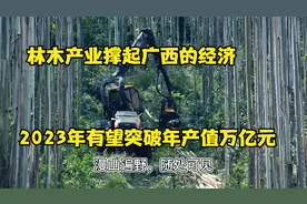2021年广西林木总产值破8000亿元，GDP为2.4万亿元视频封面