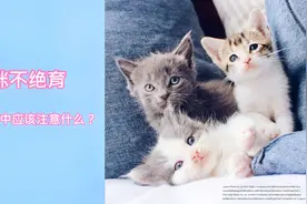 不打算让猫咪绝育？请收下这份养护须知视频封面