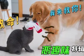 把袜子套在猫头上，猫还会走路吗？大金毛看不下去了！视频封面