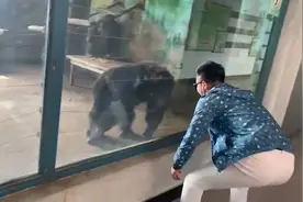 男子隔着玻璃与大猩猩互动神同步，网友：看不出谁模仿谁视频封面
