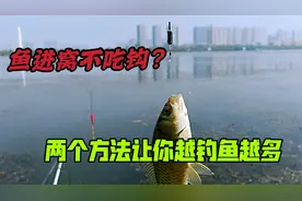 鱼在水面跳不吃钩？从饵料和钓法入手，轻松垂钓大鲫鱼大鲤鱼视频封面