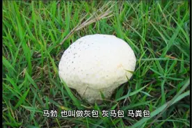 新疆马勃又叫马粪包 药食两用视频封面