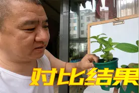 绣球花植物生长调节剂（激素）对比实验结果：赤霉素、hb101视频封面