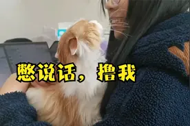 办公室系列之—有只粘人的猫咪是种什么体验？视频封面
