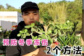 玉树过冬别大意，冻上2天，软成一堆“鼻涕”视频封面