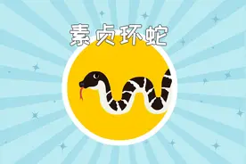 素贞环蛇是一种新发现的神经毒类剧毒蛇视频封面
