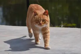 这才是猫咪该有的样子！正经的中华田园猫，从小到大都会抓耗子视频封面