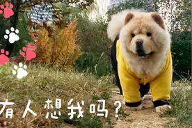 小松狮用事实证明，出门打喷嚏不一定是有人想你，也有可能是惊吓视频封面
