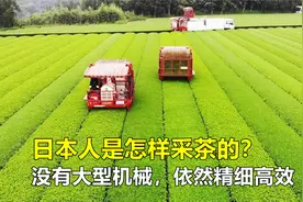 日本人是怎样采茶的？没有大型机械，依然精细高效，令人佩服！视频封面