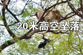 【坠落】猴妈失手小猴从20米高大树摔下来视频封面