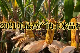 2021年高产玉米品种排名，最高亩产接近3000斤，都有哪些？视频封面