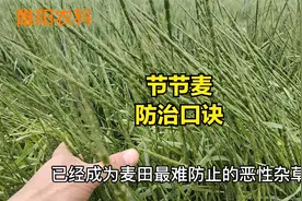防治麦田节节麦顺口溜，掌握这些技巧，能轻松把草除掉视频封面