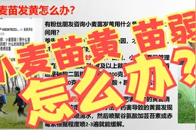 答粉丝问：小麦弱苗、黄苗用什么营养药！「农艺师讲农业」视频封面