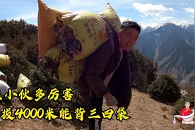 藏区小伙多强壮，海拔4000米的高山背肥料，一次能背三四袋视频封面