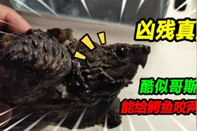 收获价值600多原始真鳄龟，霸气的外表凶残无比，能把鳄鱼咬两半视频封面