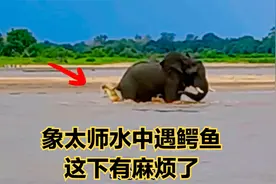 象太师水中遇鳄鱼，这下有麻烦了！#搞笑配音视频封面