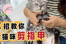 猫咪抗拒剪指甲？2招轻松搞定#猫剪指甲 #科学养宠攻略视频封面