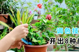 绣球开花8种颜色，教你“调色”技巧，开成梦幻效果视频封面