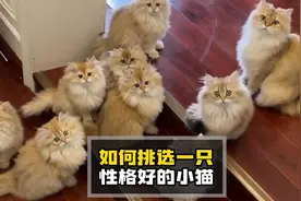 想要挑选一只性格好的小猫，看这几点就妥了视频封面