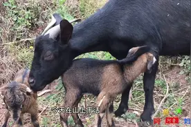 西昌的黑山羊突然地里产崽，一次产下2只黄羊儿，毛色为啥不一样视频封面