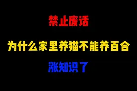 禁止废话：为什么家里养猫不能养百合？涨知识了视频封面