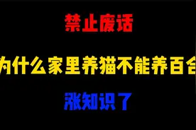 禁止废话：为什么家里养猫不能养百合？涨知识了视频封面