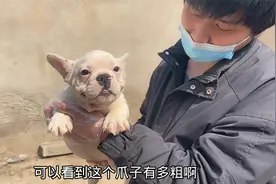 法斗犬这样挑才好看！头圆鼻短耳椭不尖鼻有筋！身方贴地不见尾！视频封面