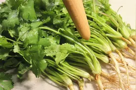 90岁高龄奶奶用香菜这样吃，每天吃一碗，三高平稳 精神棒视频封面