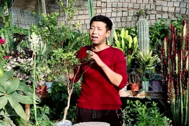 室内盆栽果树，园土栽种不合适，合理换盆才能保证养好！视频封面