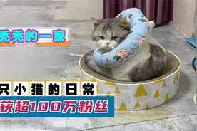 陈秃秃：水蜜桃上厕所得主人搭把手，“小老四”靠头围认亲视频封面