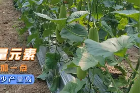 别再忽视微量元素了，施肥加一点，花钱少产量高视频封面