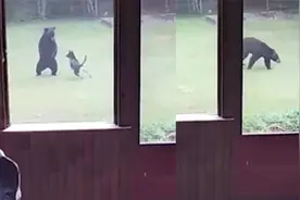 主人在家做饭小狗在后院与熊玩耍 神奇一幕被拍下视频封面