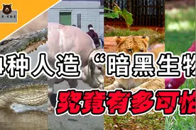 4种人造暗黑动物，混血哥斯拉长相恐怖体长6.4米，遇到该怎么办？视频封面