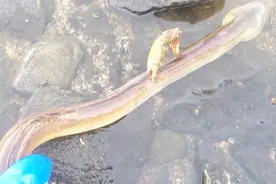赶海遇见螃蟹大战海鳗，钳子断了还不放开，场面有点少见视频封面