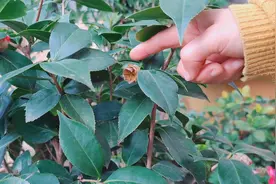 茶花开败怎么剪？重点剪“2个”地方，别剪错！视频封面