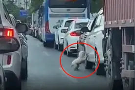 广东一主人将小狗扔车流，小狗不停扒门乞求回车里，主人直接驶离视频封面