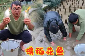 山区要播种了，冬宝抓11条稻花鱼吃，香甜软糯，这才是最好吃的鱼视频封面