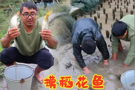 山区要播种了，冬宝抓11条稻花鱼吃，香甜软糯，这才是最好吃的鱼视频封面