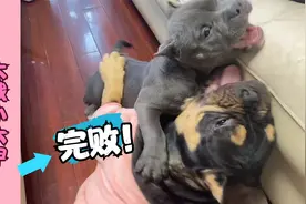 恶霸犬兄弟一对眼，就开打！3个半月的发财实力体力并存，六甲败视频封面