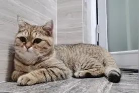 猫咪总爱偷看女主人上厕所，撒泼打滚赶都赶不走，这是什么原因呢视频封面