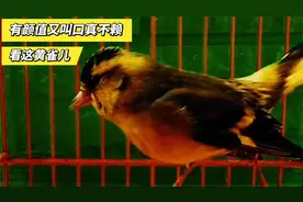 看看这黄雀儿，漂亮善鸣叫口好，连口鸣唱婉转流畅真不错视频封面