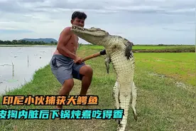 印尼小伙捕获鳄鱼，剥皮掏内脏后整条下锅炖，软烂脱骨吃得真香视频封面