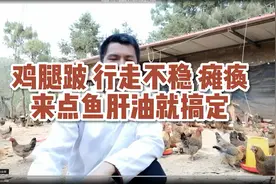 鸡腿跛 行走不稳瘫痪来点鱼肝油就搞定视频封面