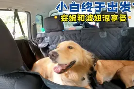 小伙带着两只狗狗自驾游，这金毛太会享受了，表情好可爱视频封面