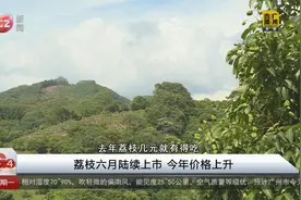 荔枝六月陆续上市 今年价格上升视频封面