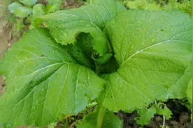白菜烂根不要急！教你一招轻松解决？白菜长得旺再也不烂根视频封面