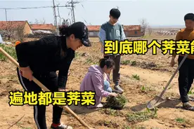 丹东农村满地荠菜为啥不敢吃？邻居都说不能挖，儿媳妇却往家抢视频封面