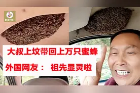 大叔上山祭祖带回上万只蜜蜂走红国外 外国网友：这是祖先显灵啦视频封面