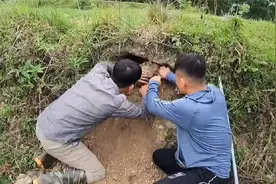 两个越南小伙野外捕蛇，在野外发现一个洞穴，里面挖出一条巨蟒视频封面